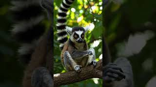 Lemur