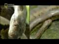 Serpenti Giganti Mai Visti - Parte 1