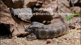 Commonnorthern Death Adder Acanthopis Antarctucuspraelongus