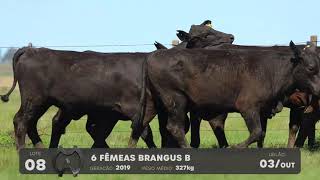 LOTE 08 - VENTRES BRANGUS - LEILÃO SÃO BIBIANO 2021