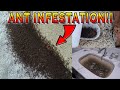 INSANE ANT INFESTATION IN MY APARTMENT! I CAN'T BELIEVE THIS!...