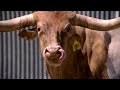 Red Bull Racing Shows Texas Some Real Horsepower