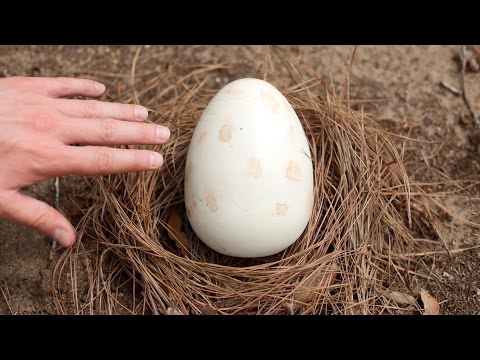DINOSAUR EGG HATCHES!