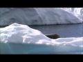 Seal Overturns Iceberg