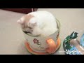 Cats And Dogs Squeezing Into Things Compilation - Boringly.com