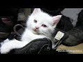 Cats and Dogs