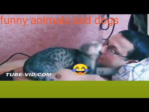 Funny animals and humans