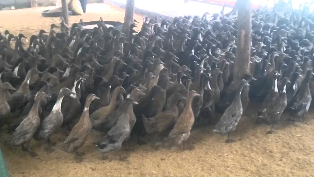 Itik Poultry YouTube