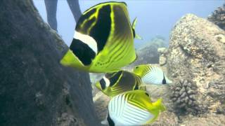 koloa landing with fathom 5 divers