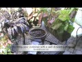 How to container grow indoor house plants