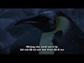 Emperor Penguin
