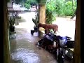 Flood given by typhoon Mina in San Vicente Sur, Agoo La Union.wmv