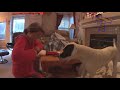 ANIMAL REACTIONS to CHRISTMAS GIFTS are even FUNNIER THAN KID REACTIONS - Funny compilation