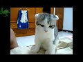 Lucu Banget Bikin Ngakak Lucu Banget Bikin Ketawa Kucing Lucu images Lucu Banget Bikin Ngakak Lucu Banget Bikin Ketawa Kucing Lucu