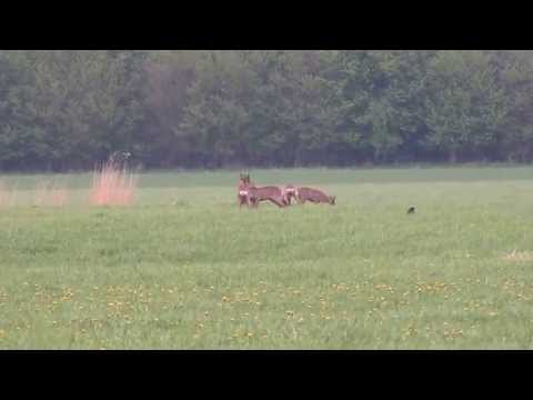 Reeën in het Kardinge Natuurgebied in Groningen Video Reeën in het Kardinge Natuurgebied in Groningen Video