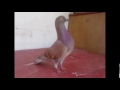 image Juara Balap Burung Merpati Dara