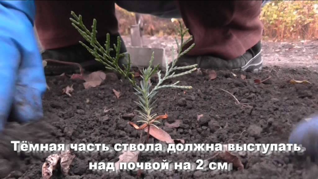 Как сажать тую осенью семенами 23