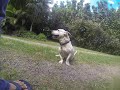 Everybody loves Jack the dog  #17
