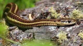 This Is The Most DANGEROUS Animal On Earth