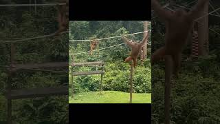 Orangutans Traversing.