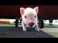 pig