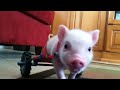 pig