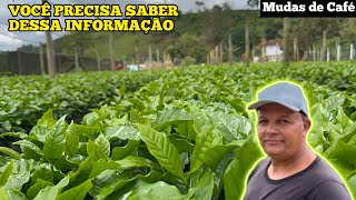 Tudo Que Você Precisa Saber Sobre Mudas De Café