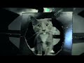 Jedi Kittens Strike Back