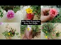 How To Grow Moss Rose Portulaca from Cuttings | Portulaca Propagation