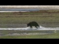 A Cameraman's Wild Encounter With Bears in Alaska