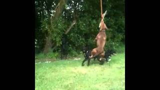 Dog Rope Swing Two Dogs On At Once