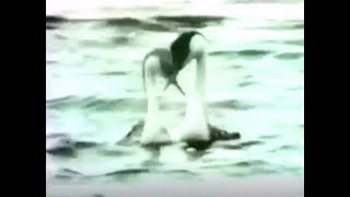 Sesame Street - Two Birds - Joe Raposo