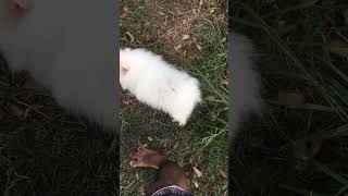Chachie-Pom