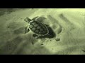Turtle surveys -- Field Island, Kakadu National Park