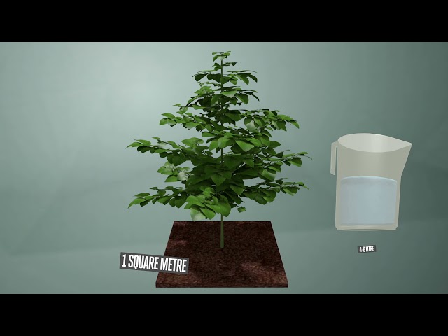 Watch Innaffiare le piante. In che modo e quanto spesso? on YouTube.