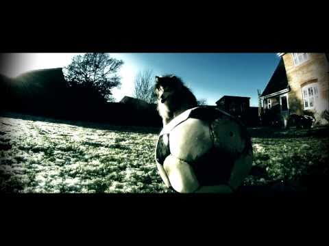 Dwarf Malamute