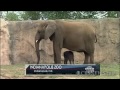 Baby elephant plays at Indianapolis Zoo
