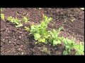 Moisture Issues - Vegetable Garden - Episode 7 Moisture Issues - Vegetable Garden - Episode 7