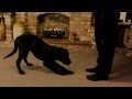 16 week intelligent Labrador puppy tricks. dog training