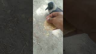 Trying To Feed The Injured Crow