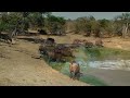 Afrique du sud découverte des animaux sauvages du parc Paul Kruger