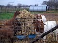 boergoat farming