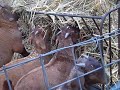 boergoat farming