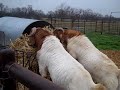 boergoat farming