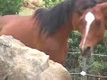 Barefoot Horses In The World's Ugliest Pasture