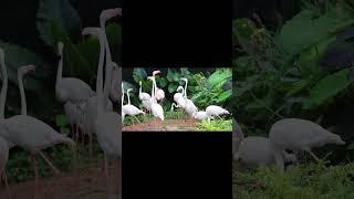 Flamingo Bird Sound Call
