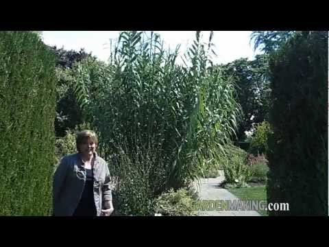 Ornamental Grass Garden Designs on Learn And Talk About Ornamental Grass Garden Plants Grasses