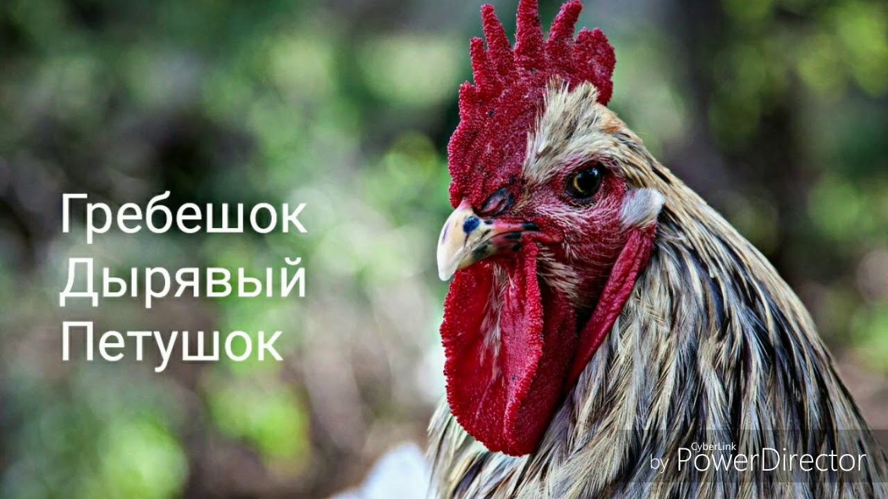 Лицо петуха