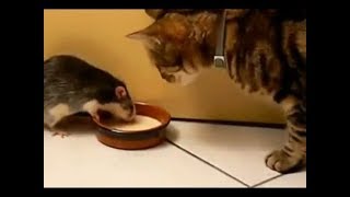 Funny Cats and Cute Kittens - Funny Cat 2018