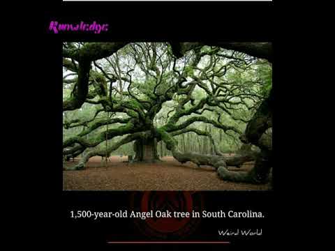 World Amazing Facts On Knowledge Channel